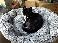Thumbnail image of Muesli taking a break on his new bed.