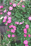 Clematis