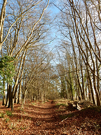 A thumbnail photo showing the avenue off Pebblehill.